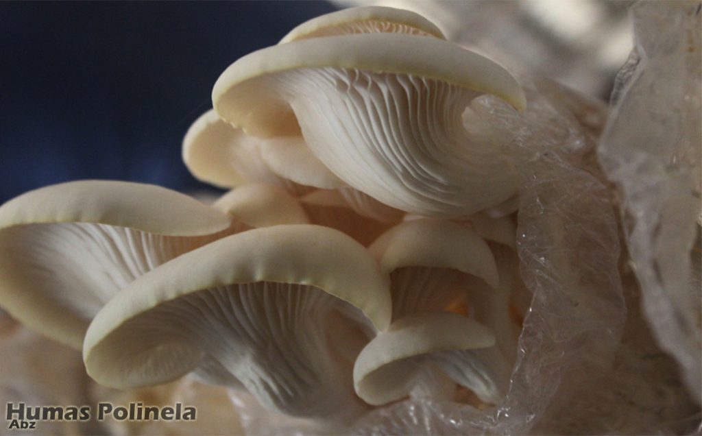 Program Studi Hortikultura