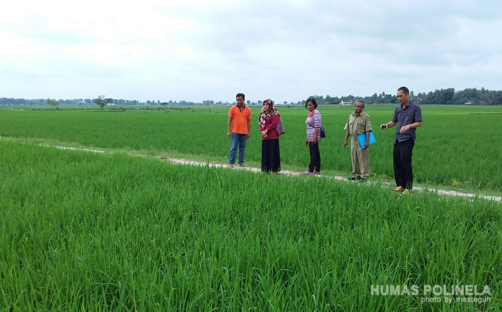 Proses Pemeriksaan Lapang 1 oleh UPTD Balai Pengawasan dan Sertifikasi Benih Tanaman Pangan dan Hortikultura
