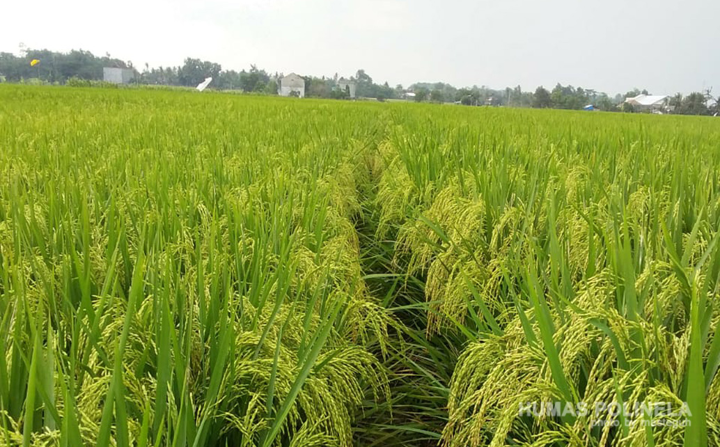 Tanaman padi varietas M400