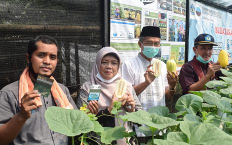 Seed Teaching Farm Politeknik Negeri Lampung Produksi Benih Melon Mini Makuwauri