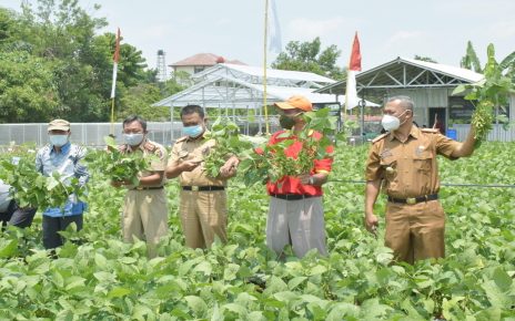 OPEN HOUSE DAN PANEN EDAMAME DI AGROWISATA POLINELA