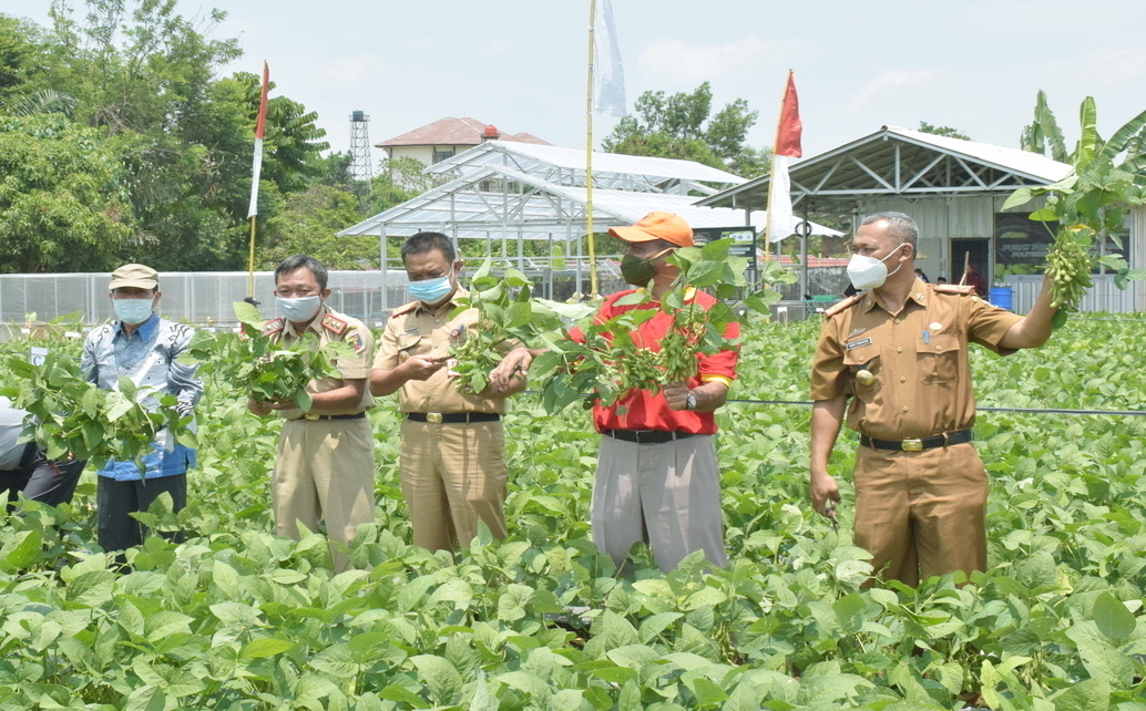 OPEN HOUSE DAN PANEN EDAMAME DI AGROWISATA POLINELA