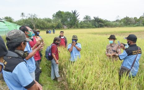KELOMPOK TANI MULTIBALIWO BERKUNJUNG KE SEED TEACHING FARM PUSAT PENELITIAN & PRODUKSI BENIH HIBRIDA (STEFA) POLINELA