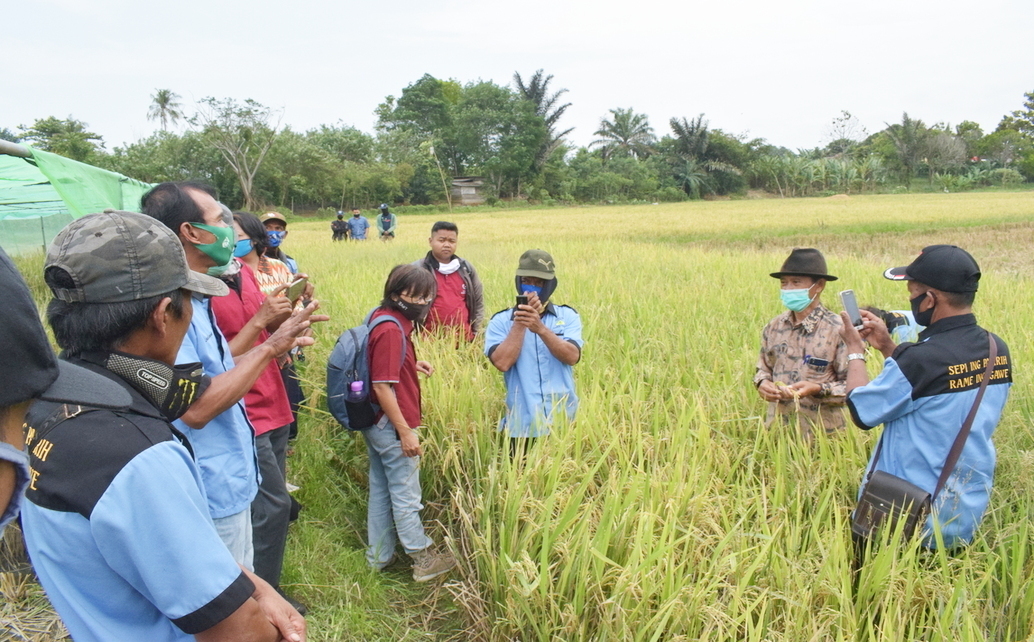 KELOMPOK TANI MULTIBALIWO BERKUNJUNG KE SEED TEACHING FARM PUSAT PENELITIAN & PRODUKSI BENIH HIBRIDA (STEFA) POLINELA