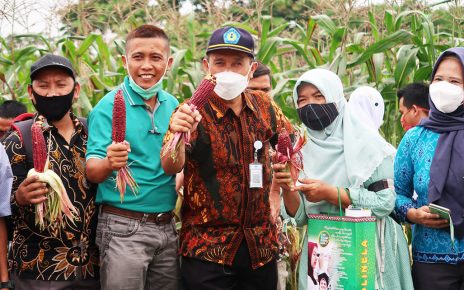Panen Jagung Ungu Polinela Bersama Penyuluh Pendamping Program Petani Milenial