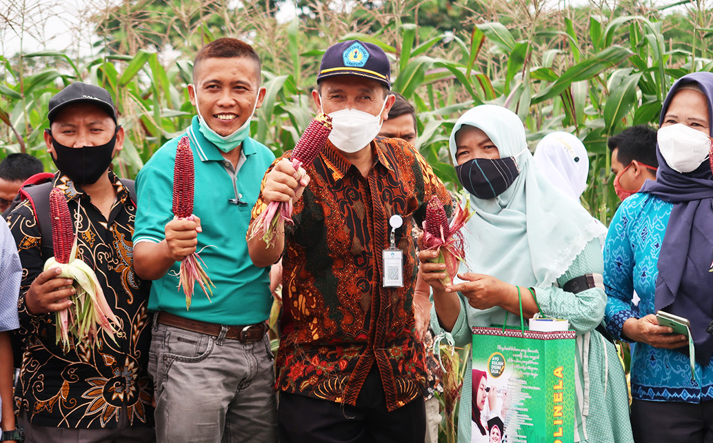 Panen Jagung Ungu Polinela Bersama Penyuluh Pendamping Program Petani Milenial