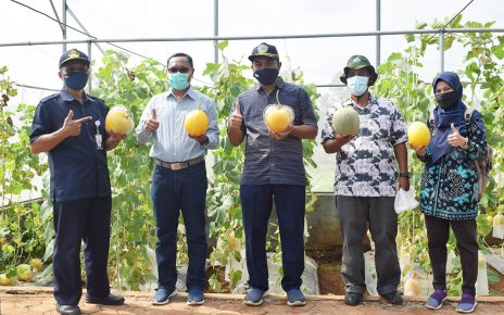 PT. Agri Makmur Pertiwi Lakukan Kunjungan Dan Panen Melon di SteFa Polinela