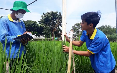 Kegiatan Praktikum TA 2020/2021 di Seed Teaching Farm Pusat Penelitian dan Produksi Benih Padi Inbrida/Hibrida