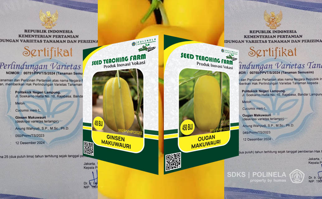 Dosen Polinela Berhasil Peroleh Hak Perlindungan Varietas Tanaman Kementan RI untuk Pengembangan Melon Makuwauri