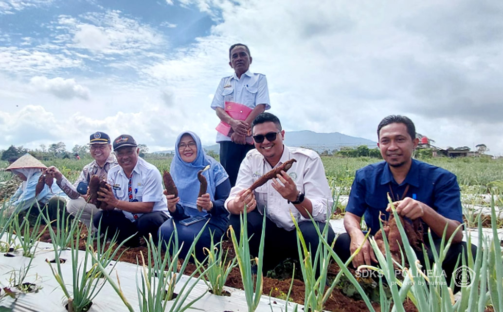 Dua Galur Ubi Jalar Unggul Baru Hasil Riset Dosen Polinela Berhasil di budidayakan di Lampung Barat