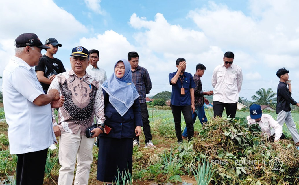 Dua Galur Ubi Jalar Unggul Baru Hasil Riset Dosen Polinela Berhasil di budidayakan di Lampung Barat
